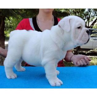 Englische Bulldogge Welpen