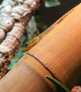 Zwei Goldstaub Taggeckos Phelsuma laticauda zu verkaufen