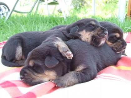 3 Entlebucher-Schäferhund-Mix-Welpen