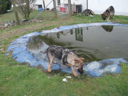 Süsse Schäferhundwelpen suchen ein zu Hause