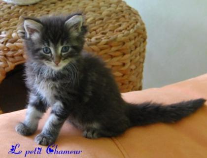 Typvolle Maine Coon Babys