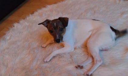 Junger Jack-Russel-Terrier in gute Hände abzugeben