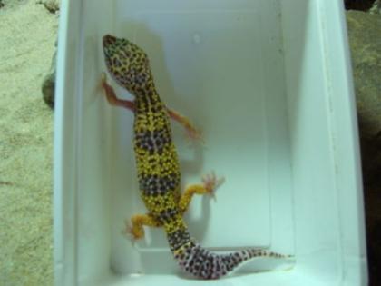 LEOPARDGECKOS AUS ESSEN