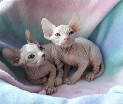 Reinrassige kanadische Sphynx-Nacktkatzen