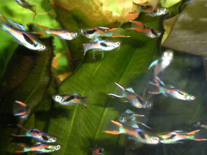 10 Endler Guppys, 10 Mollys, 10 Plattys je 10Euro in Ravensburg