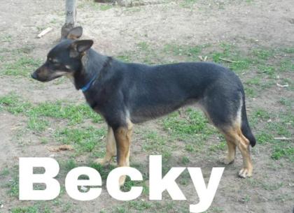 Becky. sehr lieb, sportlich und aktiv, möchte geliebt werden