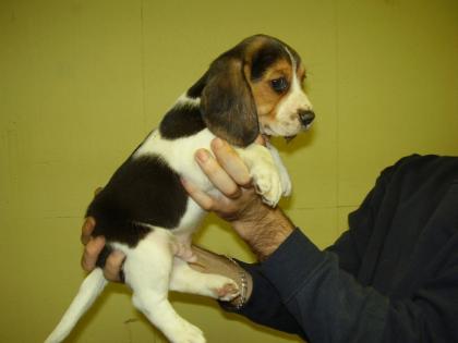 Beagle Welpen