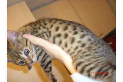 TOP bengal kittens Show/Breeder