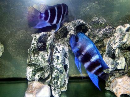 Blue Samazi Frontosa