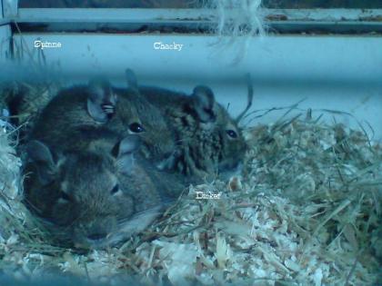 3 Degu männchen mit zubehör