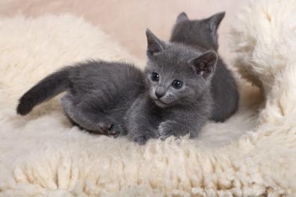 Russisch blau Kitten