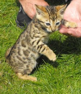 Verkauf meiner Bengalkitten mit Stammbaum