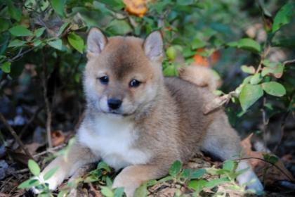 Shiba inu welpen