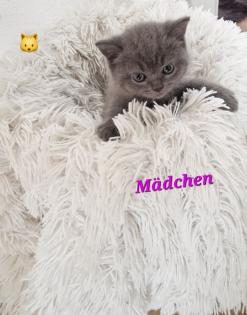 Kitten bkh britisch kurz