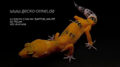 Leopardgeckos aus 2021 abzugeben