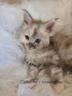 Wundervolle Maine Coon Kitten