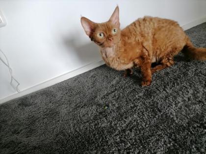 Devon Rex zum verkaufen