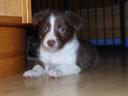 Border Collie Welpen