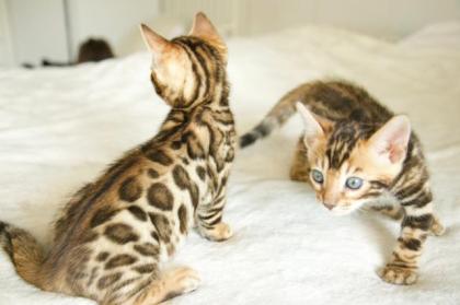 Bengal-Kitten mit Stammbaum