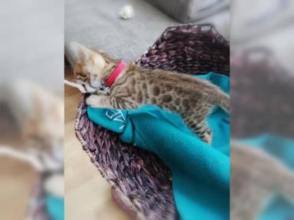 Bengal Kitten sucht neues zu Hause