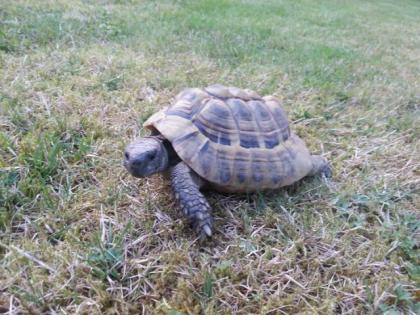 Griechische Landschildkröte abzugeben