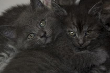 Maine Coon BKH Mix Kitten