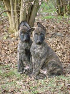 Holländischer Schäferhund Welpen