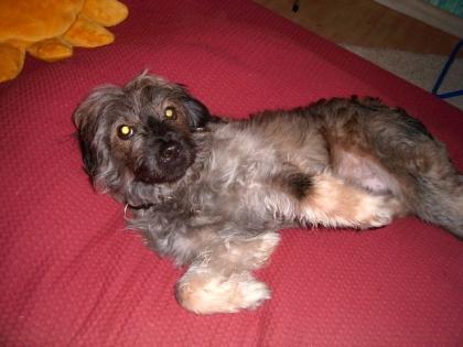 Briard-mischling