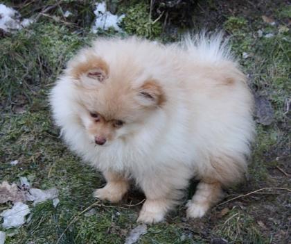 Hübsche Pomchi Zwergspitz Kleinspitz Welpen in creme und schoko