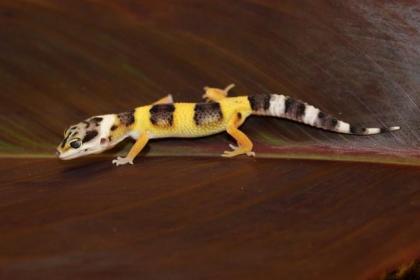 Leopardgeckos Eublepharis macularius