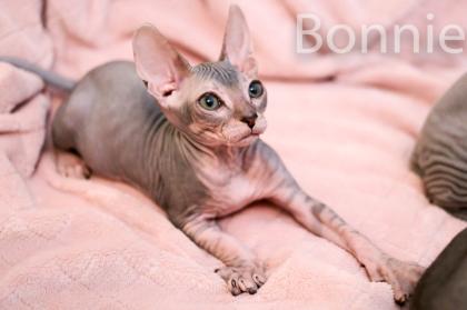 Don Sphynx Kitten - Katzenbabys