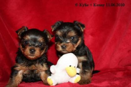 Yorkshire-Terrier-Welpen