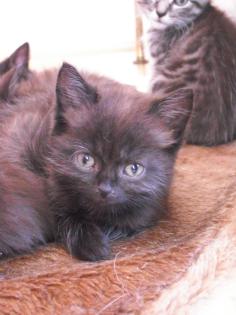 Main coon mixe