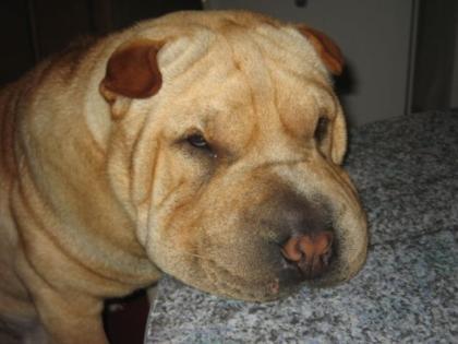 Shar- pei Deckrüde