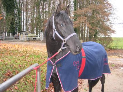 Biete Reitbeteiligung auf Jungpferd in Lörrach