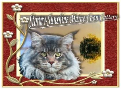 Liebevolle Maine Coon Hobby-Zucht