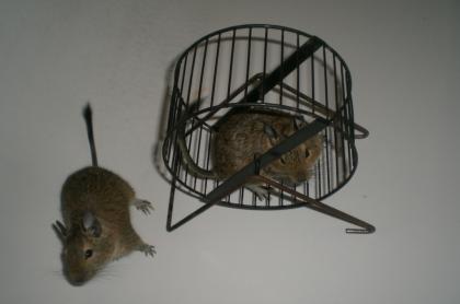 2 Degu Männchen abzugeben