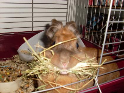 2 Löwenkopfkaninchen suchen neues zu Hause