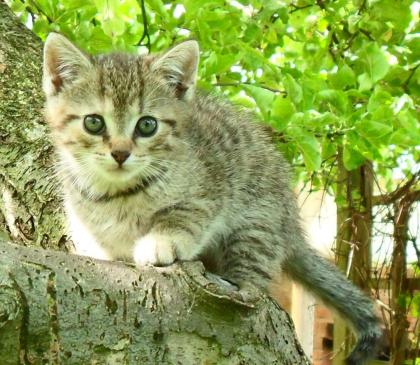 Maine Coon - Hauskatzen-Mix