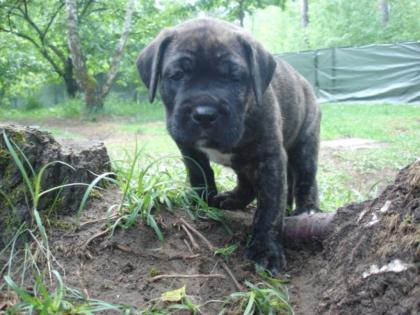 Keine Cane Corso Welpen, sondern robuste