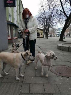 Csaba. nur an erfahrene Hundehalter abzugeben