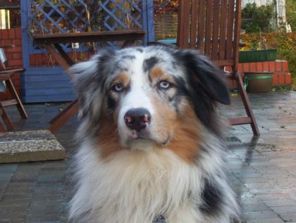 Australian Shepherd Rüde vermisst