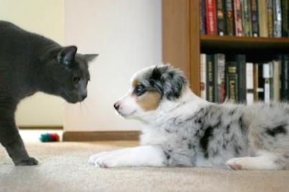 Australian Shepherd Welpe