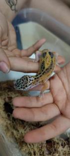 Leopardgecko Weibchen NZ 2021