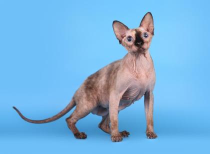 Reinrassige Kanadische Sphynx Katze