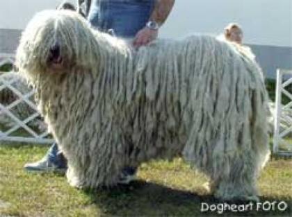 Komondor Welpen-FEH R HUNYOR kennel