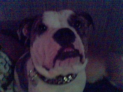 Olde English BulldogWelpen