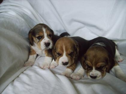 Beagles of the Jolly Kids