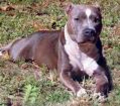 SUCHE Pittbull welpen