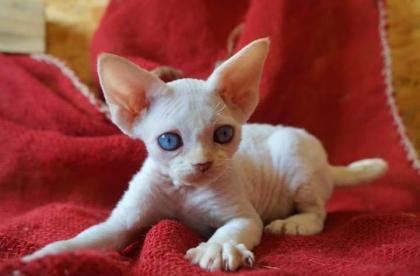 Devon rex Babys, die Eltern sind getestet auf gen Erbkrankheiten